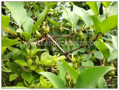 云南黄馨_认识植物_中国风景园林网|中国风景园林网