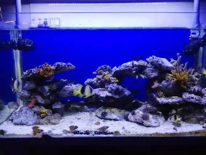 那闲话不多说先给你们看看整体图南啸哥的海缸经历三次换缸n多次造景