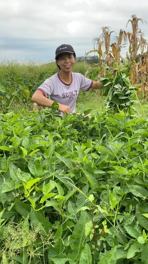 农村吃不完的爬藤空心菜