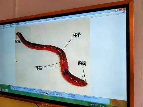 苗苗2班有趣的科学课——《泥土下的蚯蚓》