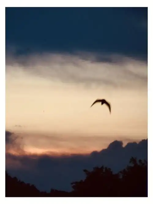 落霞与孤鹜齐飞好想变作一只鸟飞来飞去