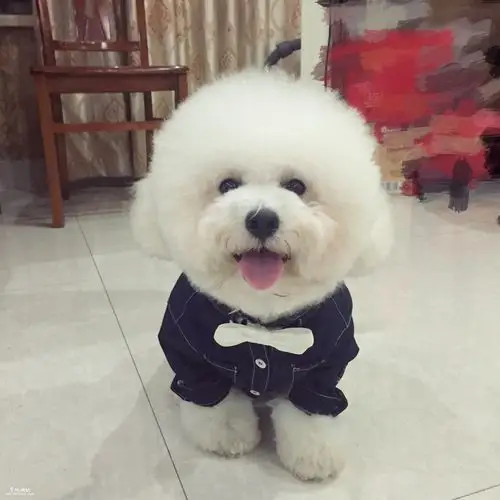 余姚比熊犬有意交配的联系我要母的