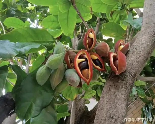 九层皮直接煮着吃,像板栗一样粉糯香甜,好吃不腻!