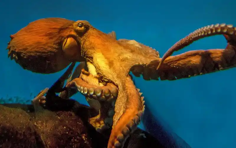 世界上最大的章鱼,可以长到544斤,不仅聪明还能捕食鲨鱼