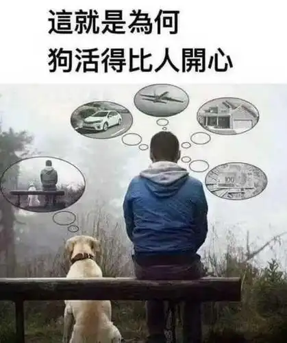 趣味搞笑囧图这就是为什么狗比人活的开心