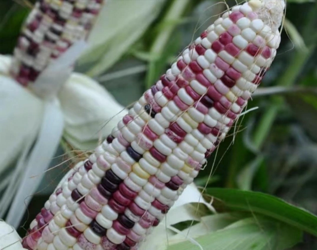 彩色玉米种植稀少,但价格比普通玉米高一半,值得选择种植__财经头条