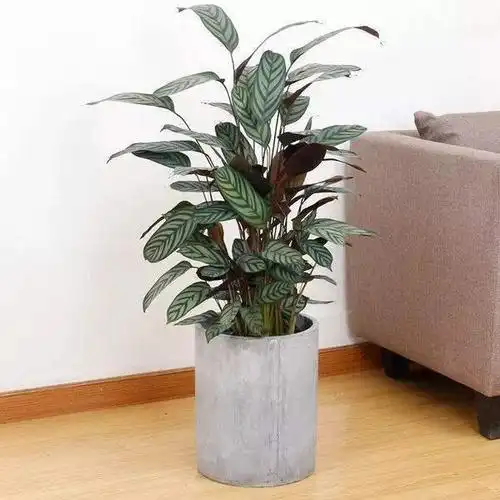 这绿色竹芋超耐阴,叶子宽大条纹清晰,摆在家里档次高