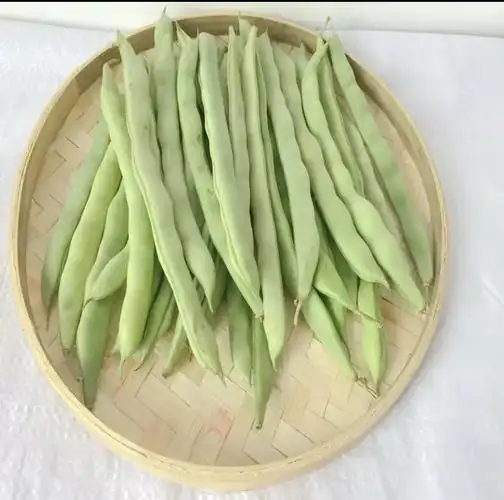 包邮贵州新鲜四季豆新鲜老来少豆角白不老豆角新鲜芸豆角新鲜白芸豆