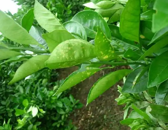 柑橘溃疡病的症状以及防治技术溃疡病药