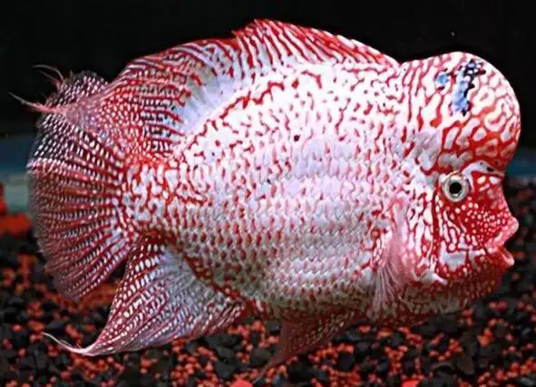 金花罗汉鱼怎么养?教你如何养殖金花罗汉鱼