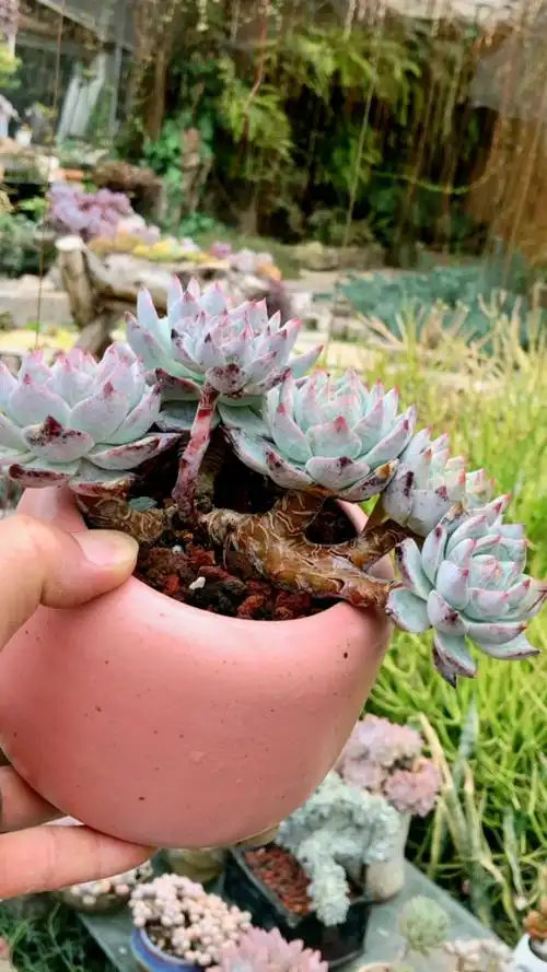 粉蓝鸟老桩 19890