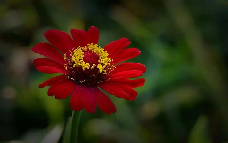 百日草图片高清电脑桌面壁纸高清大图预览1920x1200_植物壁纸下载_美