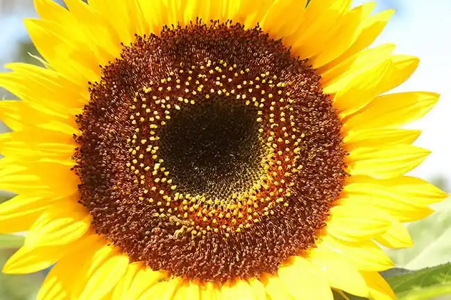 向日葵花盘图片高清