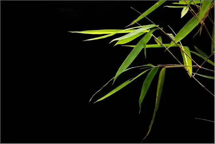 竹之魂(郑林轩)