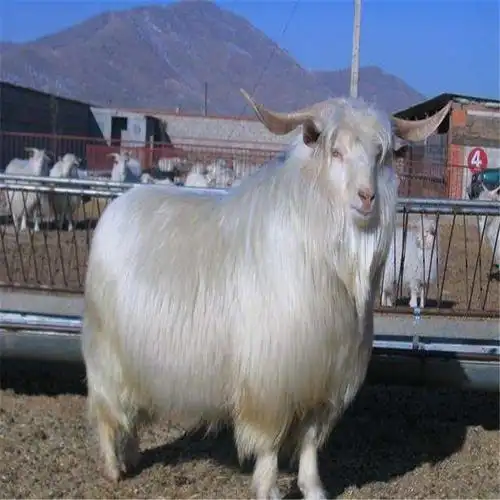 出售品种齐全绒山羊 牧园春 一般的绒山羊价格 厂家出售长毛绒山羊