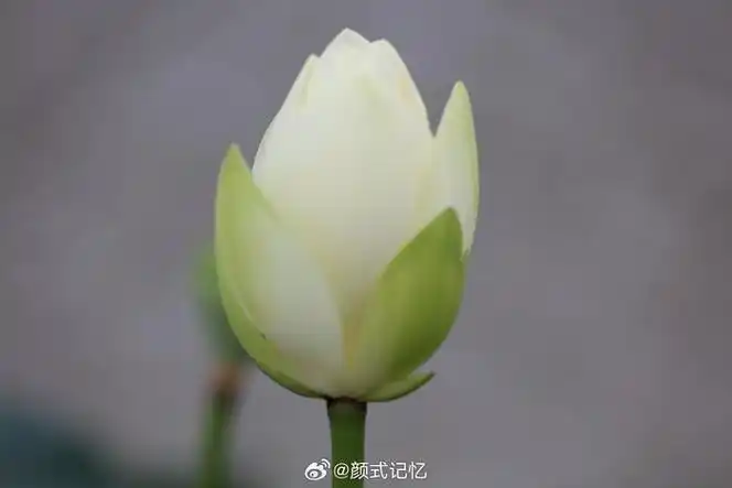 含苞 待放一一白莲花,郊游,梅江生态园莲池赏花,拍摄