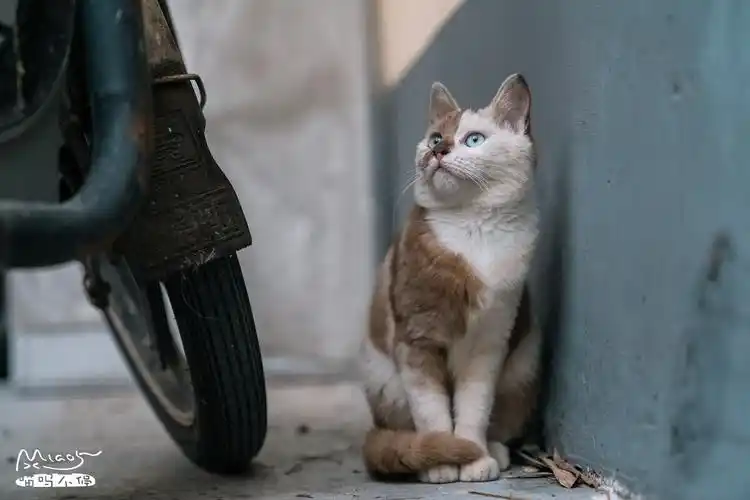 阿尔卑斯一只毛色你从未见过的流浪猫