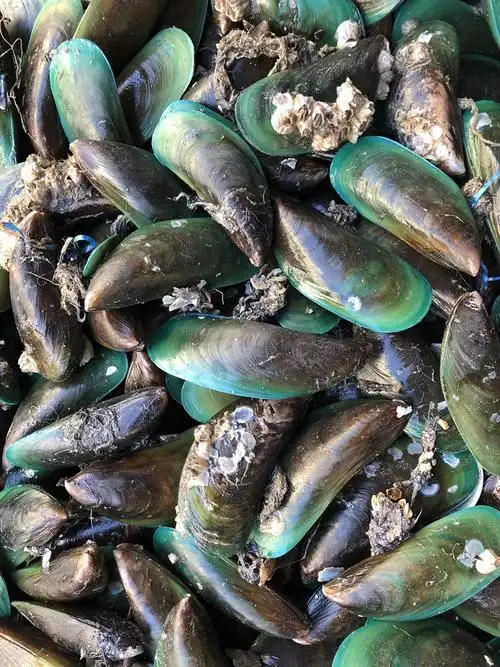 本店提供[ 青口],欢迎有需要的老板进店逛逛.