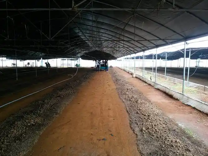 不念销总一夜暴富的"经",跑到市郊承包十几亩地搭大棚,干起了养殖蚯蚓