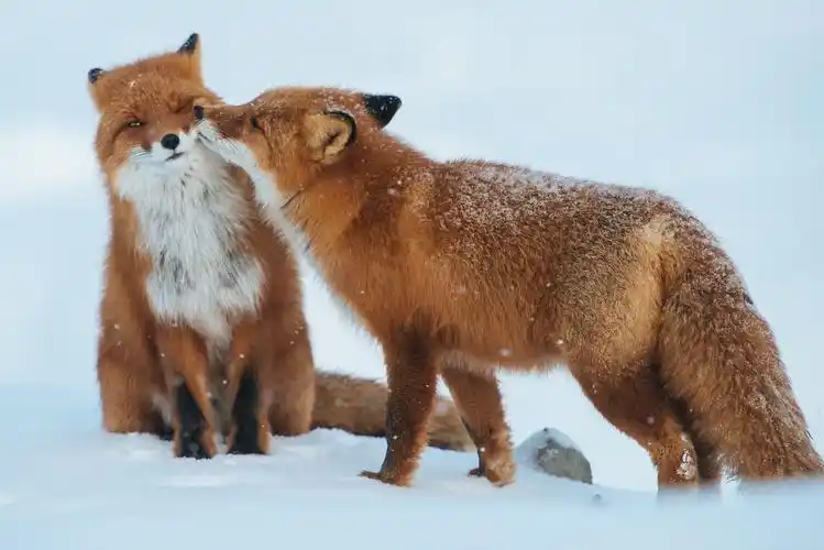 自然动物狐狸雪animalsnaturefoxsnow壁纸图片