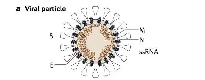 新型冠状病毒的结构