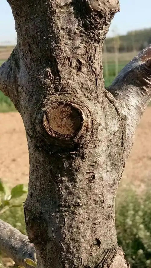 苹果树树干出现局部爆皮是生了什么病?