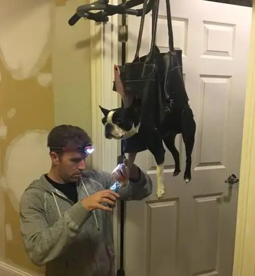 调皮老爸用皮具把狗狗吊起来,接下来的动作让网友们笑到满眼泪花
