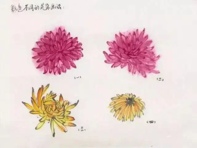 国画入门教程,菊花的画法(附视频)_国画微学堂_零二七艺考