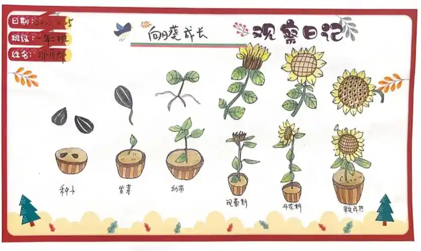 植物观察日记,向日葵生长过程