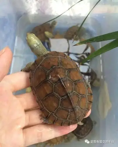 泥水养龟好处多多