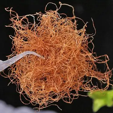 玉米须子 干泡水新鲜特级250包邮天然纯中药材龙须茶