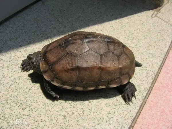 谁知道这个是什么乌龟啊?