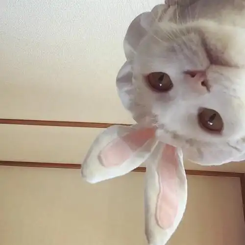 头像#搞怪#喵星人