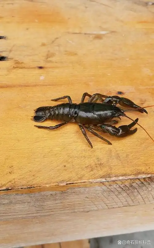 喇蛄吟唱的地方