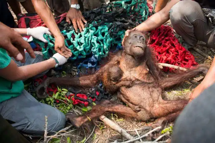 villagers attack orangutan mother and baby trying