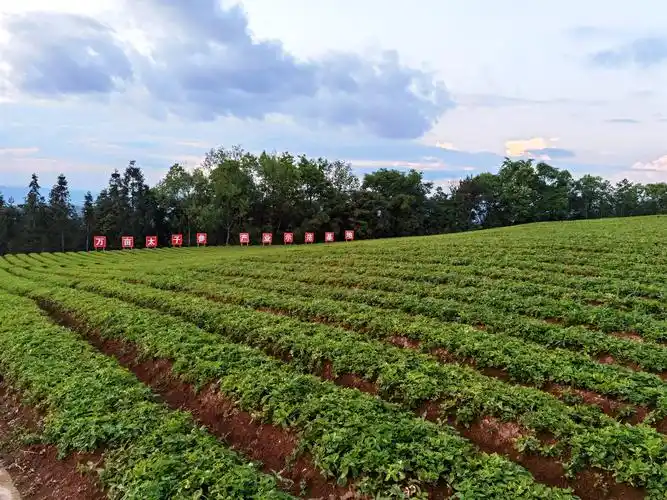 施秉太子参鼓起百姓钱袋子