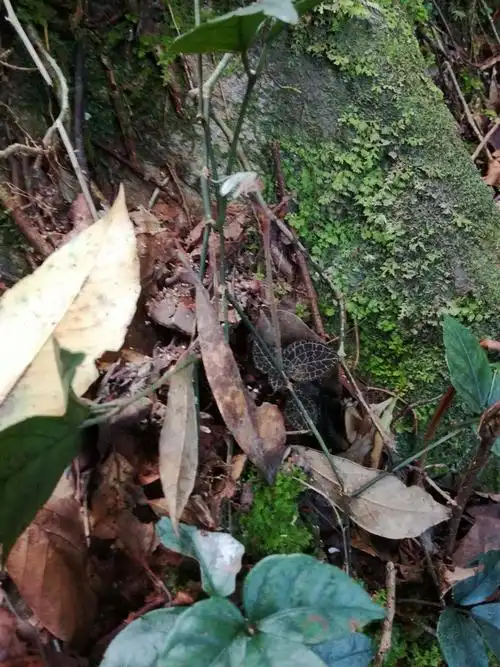 纯粹野生金线莲.