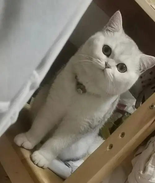 你们家银渐层母猫发腮吗