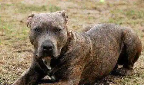 为什么比特犬不怕痛,比特犬皮肤坚硬忍痛感强