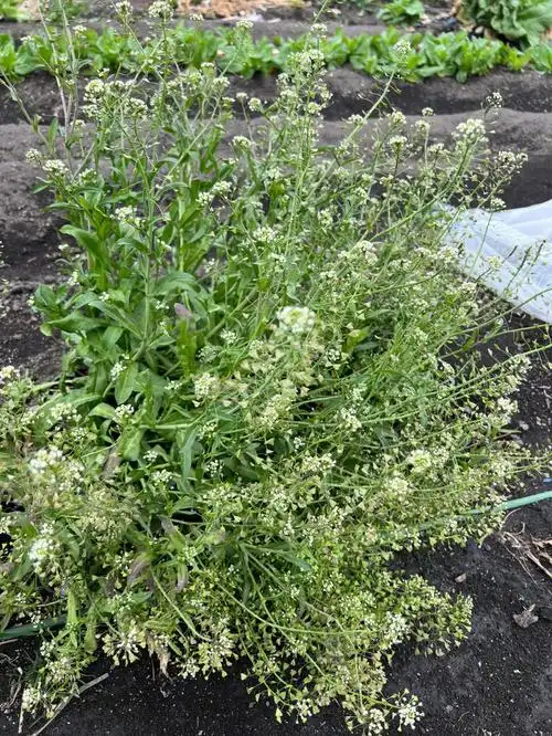 荠菜都已经结籽了,只等三月三吃一次荠菜煮鸡蛋,土豆种下去一个礼拜也