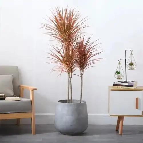 三色千年木的寓意(家里养盆彩色千年木叶色绮丽)