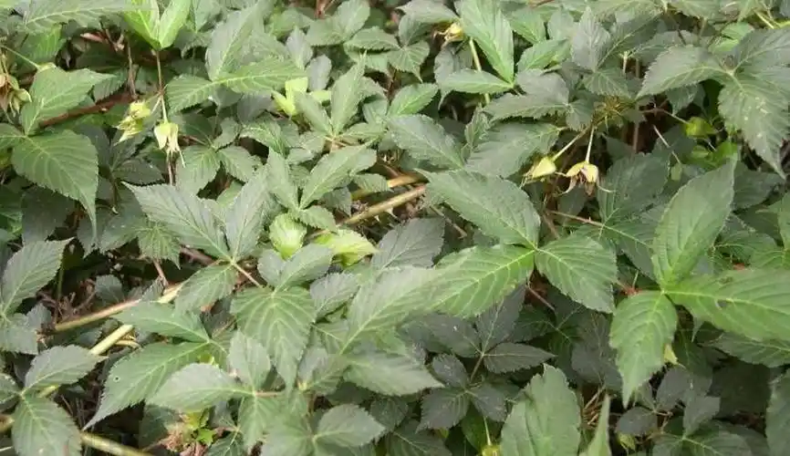 倒钩刺又名牛黄刺!我们四川地方话叫什么名字!百度搜有详细说明.