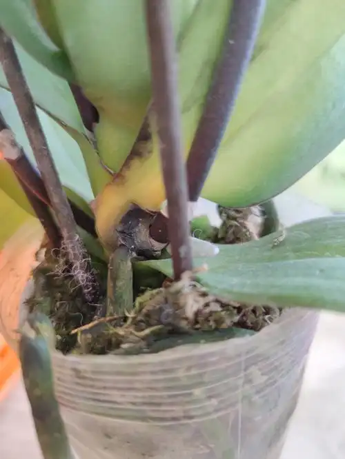 想问问各位蝴蝶兰大神,这个蝴蝶兰是茎腐病吗?