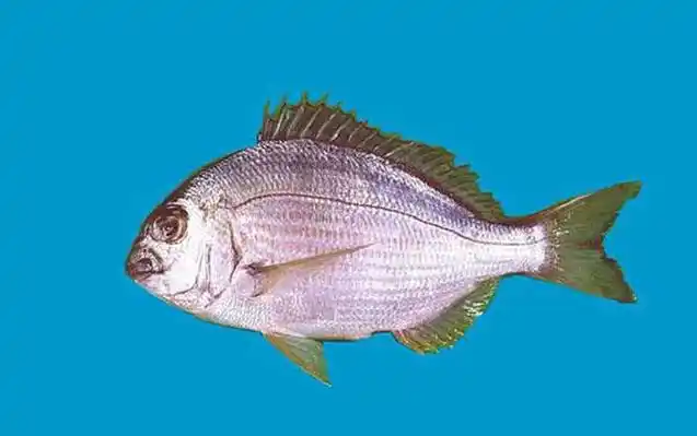 鲷鱼是什么鱼