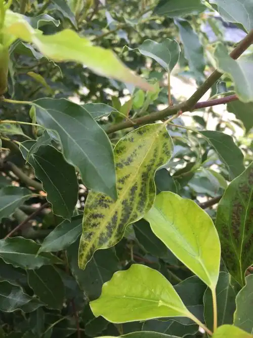 请问有人知道这棵樟树得了什么病还是有什么病菌呀?