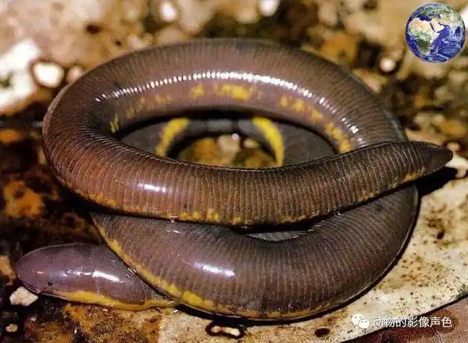 我国西双版纳有一种四十厘米长的"大蚯蚓",堪称真正的地穴领主