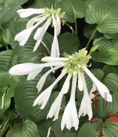 每日一味药玉簪花