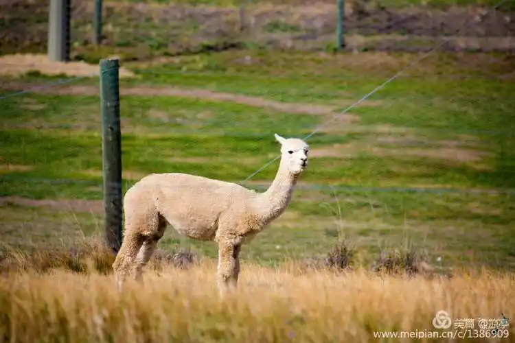 羊驼……无峰,羊驼属骆驼类.