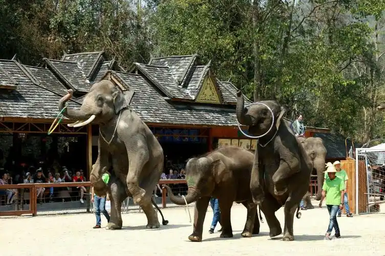 云南野象谷大象表演记