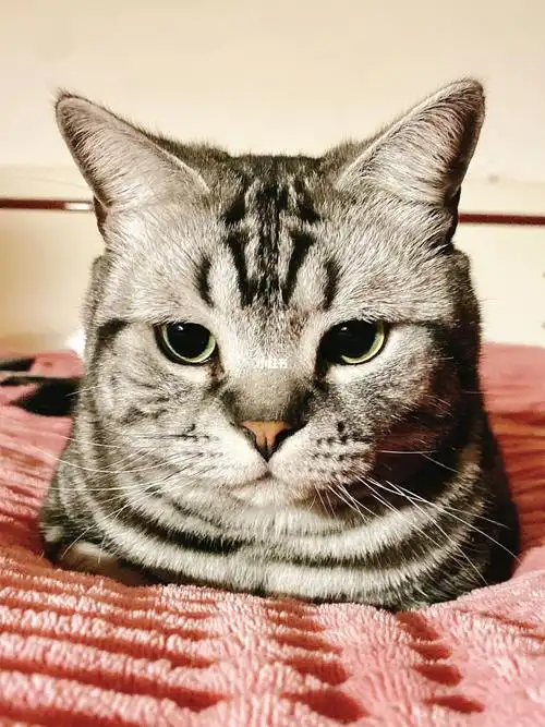 美短这表情也太呆了吧